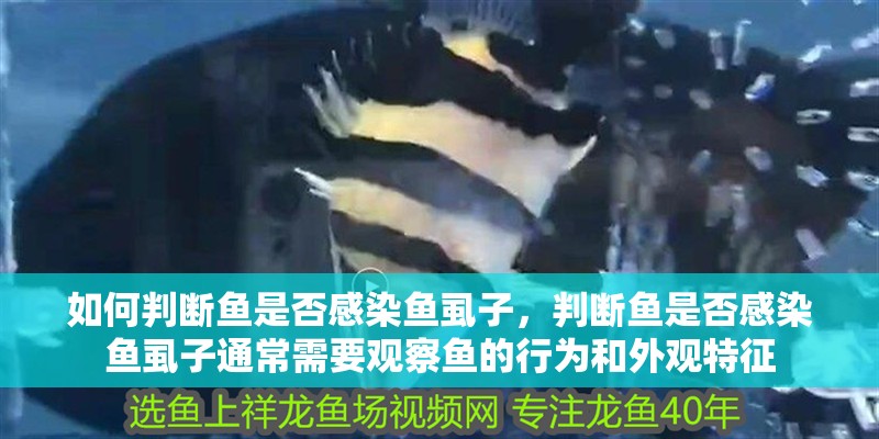 龍魚干蝦有營養嗎 如何判斷魚是否感染魚虱子,判斷魚是否感染魚虱子通常需要觀察魚的行為和外觀特征 龍魚百科 如何判斷魚是否感染魚虱子,判斷魚是否感染魚虱子通常需要觀察魚的行為和外觀特征 如何判斷魚是否感染魚虱子,判斷魚是否感染魚虱子通常需要觀察魚的行為和外觀特征 龍魚百科