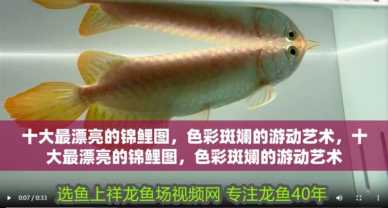 十大最漂亮的錦鯉圖，色彩斑斕的游動藝術，十大最漂亮的錦鯉圖，色彩斑斕的游動藝術