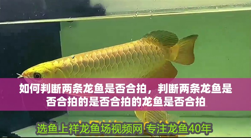 如何判斷兩條龍魚是否合拍，判斷兩條龍魚是否合拍的是否合拍的龍魚是否合拍 如何判斷兩條龍魚是否合拍，判斷兩條龍魚是否合拍的是否合拍的龍魚是否合拍 龍魚百科