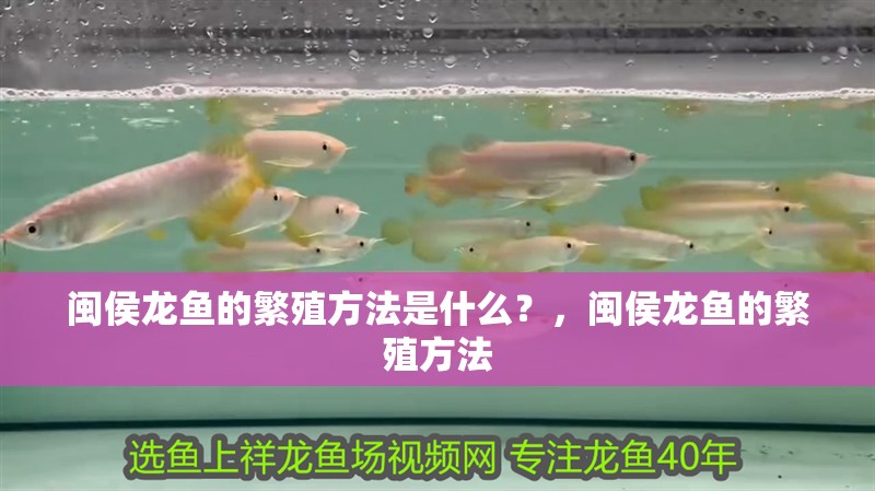 閩侯龍魚的繁殖方法是什么？，閩侯龍魚的繁殖方法 閩侯龍魚的繁殖方法是什么？，閩侯龍魚的繁殖方法 龍魚百科