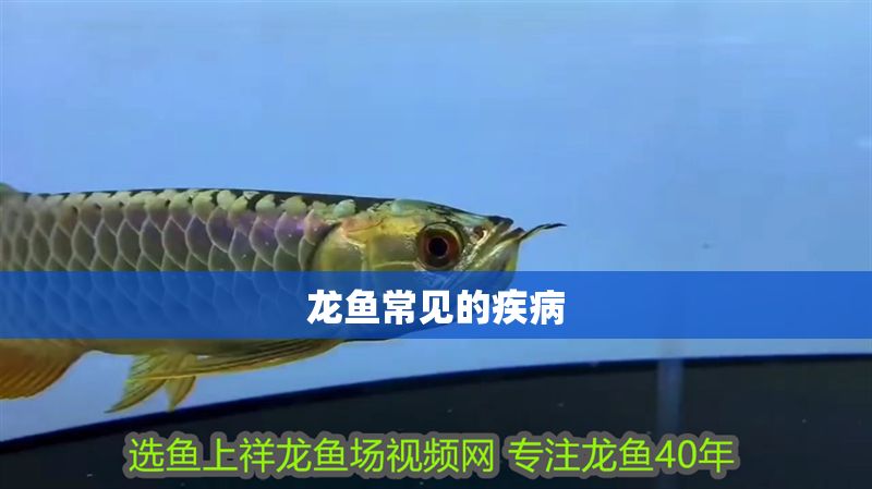 龍魚常見的疾病