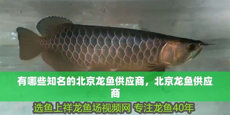 魚缸過濾器選購指南:自制魚缸過濾器魚缸上置過濾器對于養魚愛好者的必備知識 有哪些知名的北京龍魚供應商,北京龍魚供應商 龍魚百科 有哪些知名的北京龍魚供應商,北京龍魚供應商 有哪些知名的北京龍魚供應商,北京龍魚供應商 龍魚百科