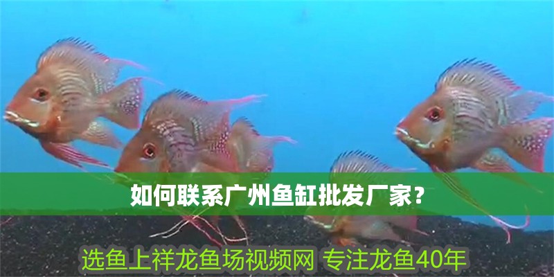 如何聯系廣州魚缸批發廠家？
