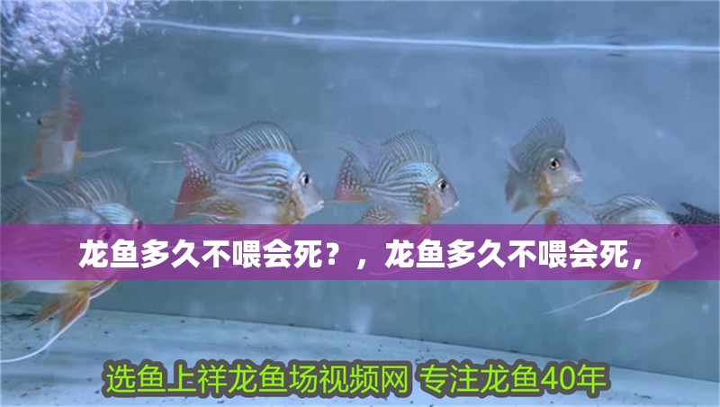 龍魚多久不喂會死？，龍魚多久不喂會死，