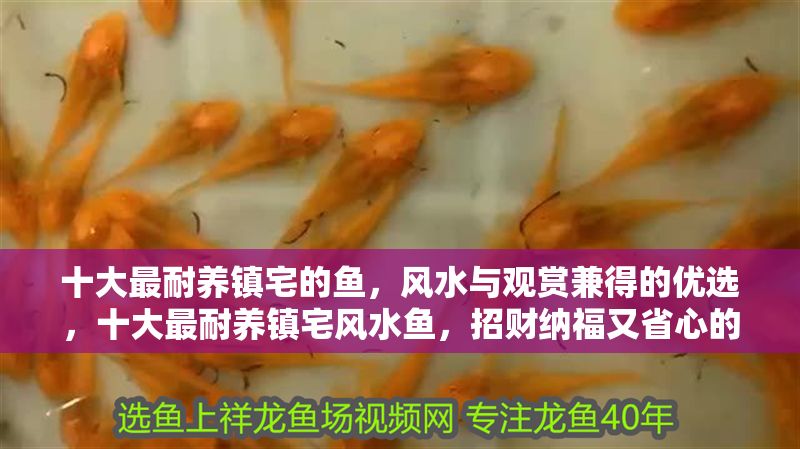 十大最耐養鎮宅的魚，風水與觀賞兼得的優選，十大最耐養鎮宅風水魚，招財納福又省心的觀賞優選