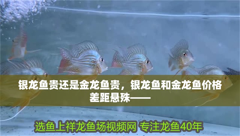 銀龍魚貴還是金龍魚貴，銀龍魚和金龍魚價格差距懸殊——
