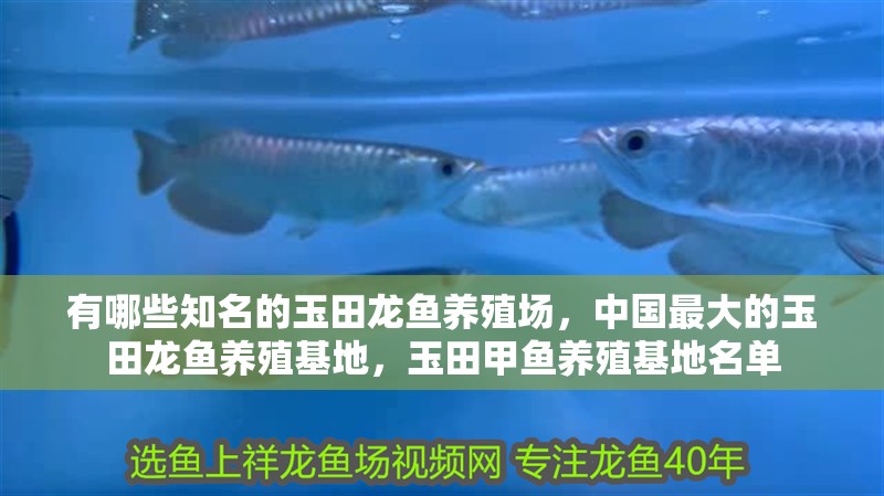 有哪些知名的玉田龍魚養殖場，中國最大的玉田龍魚養殖基地，玉田甲魚養殖基地名單 有哪些知名的玉田龍魚養殖場，中國最大的玉田龍魚養殖基地，玉田甲魚養殖基地名單 龍魚百科
