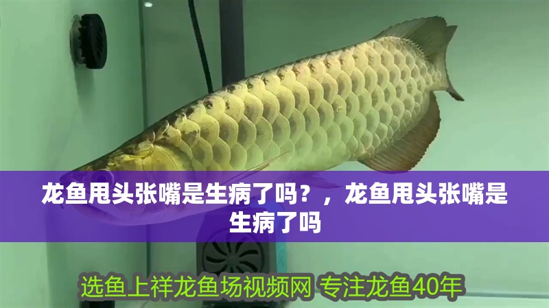 龍魚(yú)甩頭張嘴是生病了嗎？，龍魚(yú)甩頭張嘴是生病了嗎 龍魚(yú)甩頭張嘴是生病了嗎？，龍魚(yú)甩頭張嘴是生病了嗎 龍魚(yú)百科