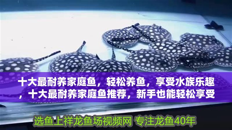 十大最耐養家庭魚，輕松養魚，享受水族樂趣，十大最耐養家庭魚推薦，新手也能輕松享受水族樂趣