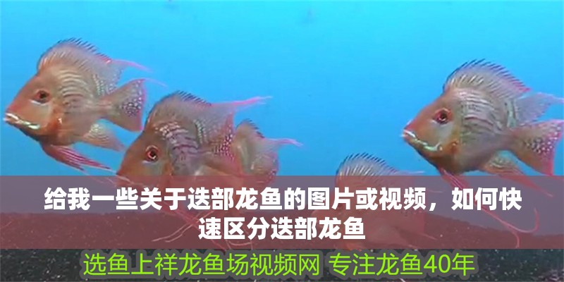 給我一些關于迭部龍魚的圖片或視頻，如何快速區分迭部龍魚 給我一些關于迭部龍魚的圖片或視頻，如何快速區分迭部龍魚 龍魚百科