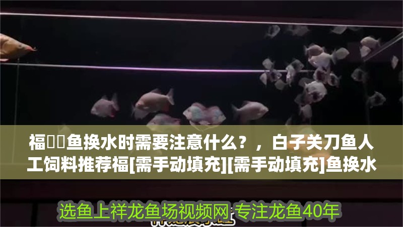 福魟魟魚換水時需要注意什么？，白子關刀魚人工飼料推薦福[需手動填充][需手動填充]魚換水時需要注意以下幾點 福魟魟魚換水時需要注意什么？，白子關刀魚人工飼料推薦福[需手動填充][需手動填充]魚換水時需要注意以下幾點 龍魚百科