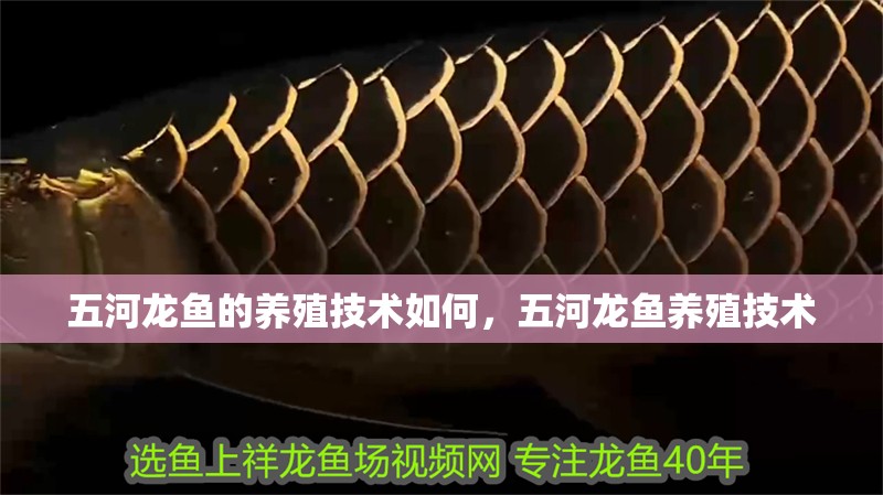 龍魚干蝦有營養嗎 五河龍魚的養殖技術如何,五河龍魚養殖技術 龍魚百科 五河龍魚的養殖技術如何,五河龍魚養殖技術 五河龍魚的養殖技術如何,五河龍魚養殖技術 龍魚百科