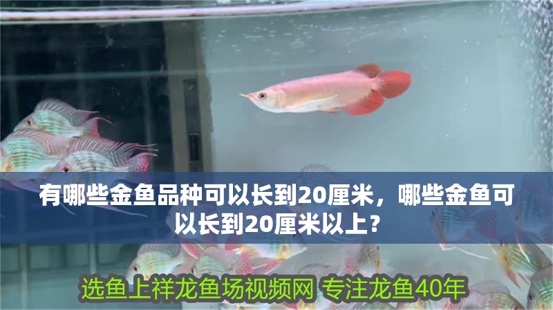 有哪些金魚品種可以長到20厘米，哪些金魚可以長到20厘米以上？