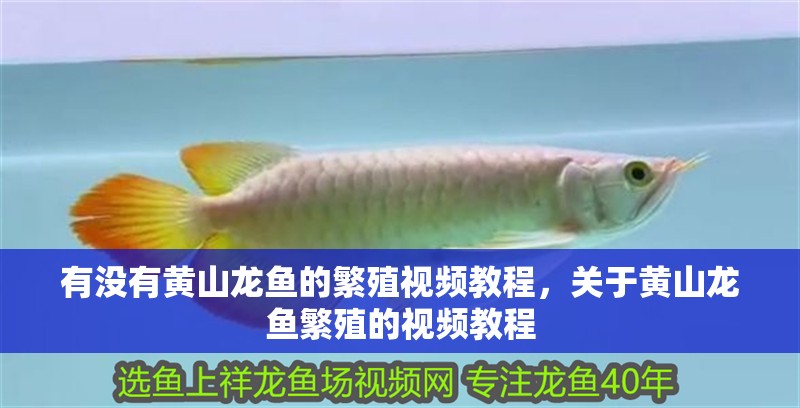 有沒有黃山龍魚的繁殖視頻教程，關于黃山龍魚繁殖的視頻教程