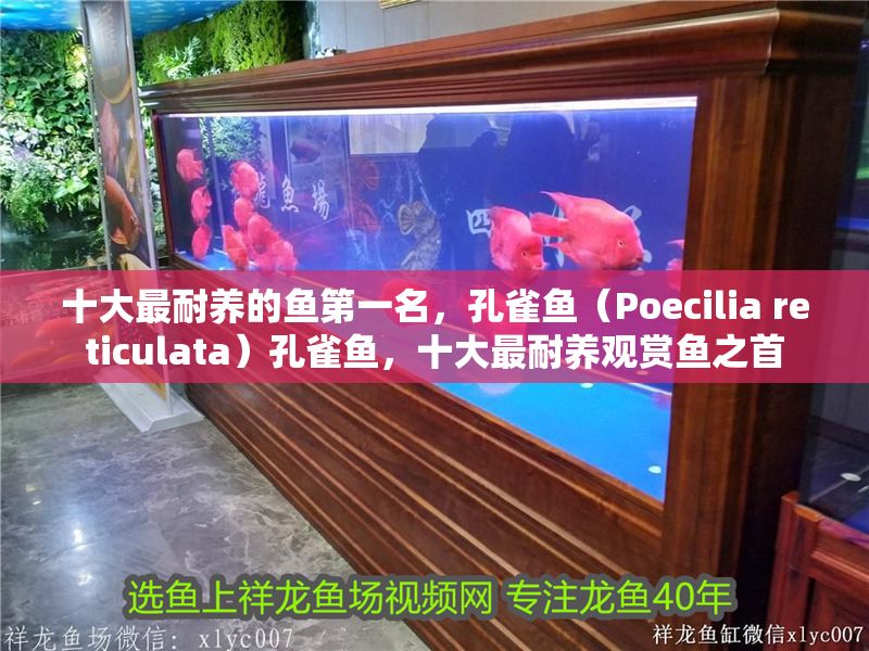 十大最耐養的魚第一名，孔雀魚（Poecilia reticulata）孔雀魚，十大最耐養觀賞魚之首