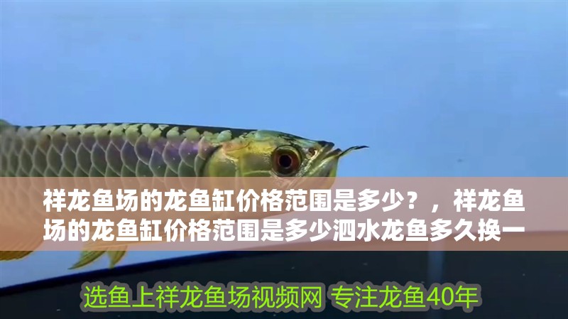 祥龍魚場的龍魚缸價格范圍是多少？，祥龍魚場的龍魚缸價格范圍是多少泗水龍魚多久換一次水