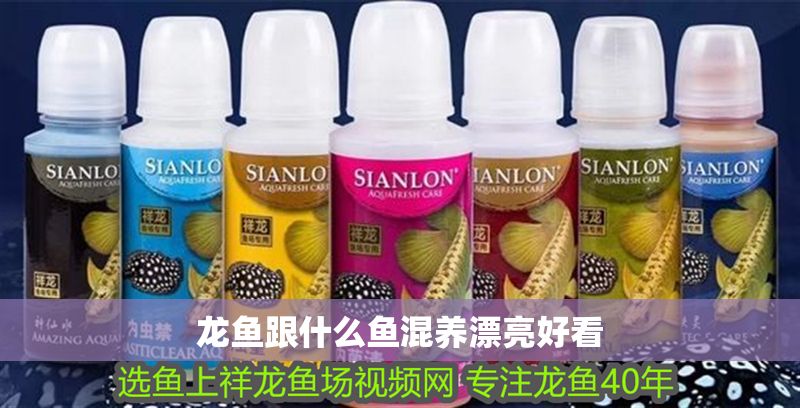 龍魚跟什么魚混養漂亮好看