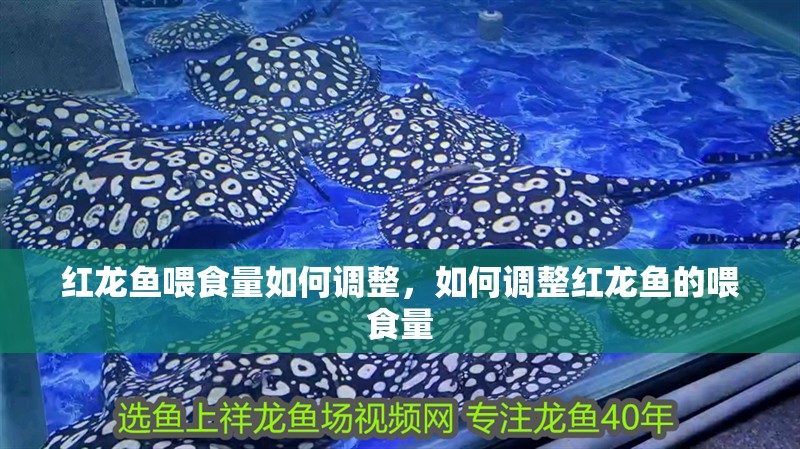 紅龍魚喂食量如何調整，如何調整紅龍魚的喂食量