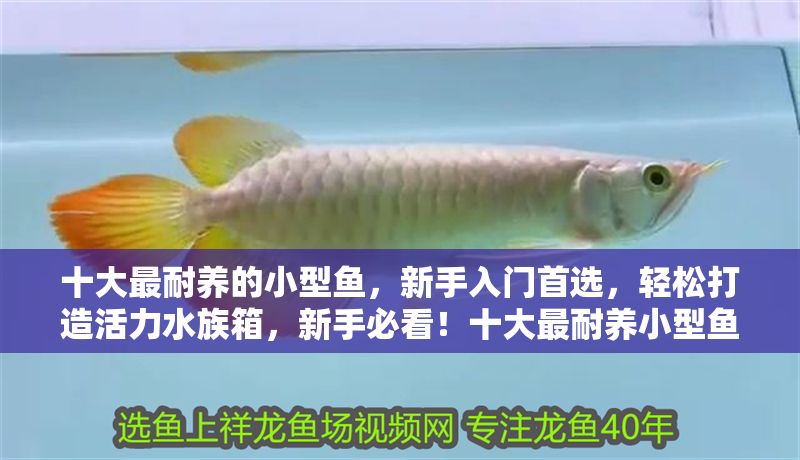 十大最耐養的小型魚，新手入門首選，輕松打造活力水族箱，新手必看！十大最耐養小型魚推薦，輕松打造活力水族箱