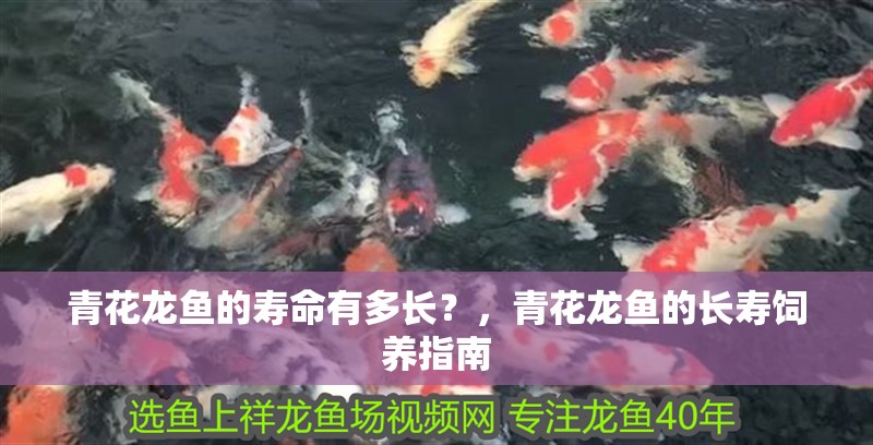 青花龍魚的壽命有多長？，青花龍魚的長壽飼養指南 青花龍魚的壽命有多長？，青花龍魚的長壽飼養指南 龍魚百科