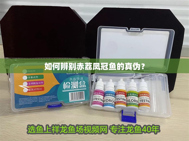 如何辨別赤荔鳳冠魚的真偽？