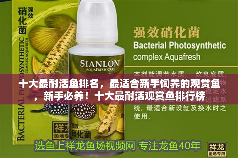 十大最耐活魚排名，最適合新手飼養的觀賞魚，新手必養！十大最耐活觀賞魚排行榜