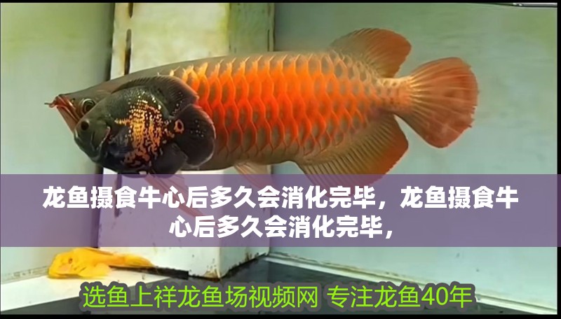 龍魚攝食牛心后多久會消化完畢，龍魚攝食牛心后多久會消化完畢，
