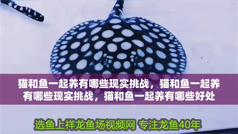 貓和魚一起養(yǎng)有哪些現(xiàn)實(shí)挑戰(zhàn)，貓和魚一起養(yǎng)有哪些現(xiàn)實(shí)挑戰(zhàn)，貓和魚一起養(yǎng)有哪些好處