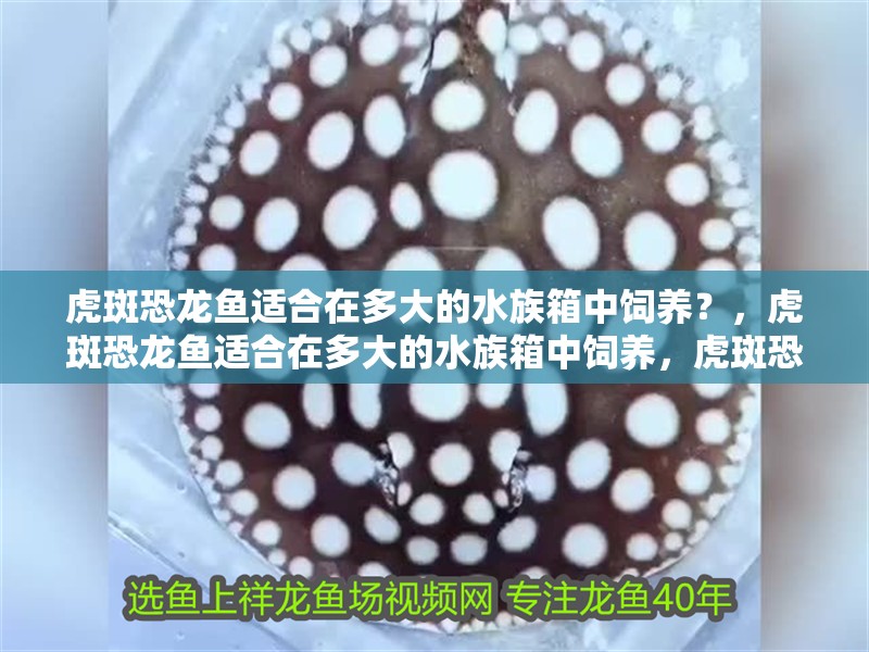 虎斑恐龍魚(yú)適合在多大的水族箱中飼養(yǎng)？，虎斑恐龍魚(yú)適合在多大的水族箱中飼養(yǎng)，虎斑恐龍魚(yú)飼養(yǎng)指南 虎斑恐龍魚(yú)適合在多大的水族箱中飼養(yǎng)？，虎斑恐龍魚(yú)適合在多大的水族箱中飼養(yǎng)，虎斑恐龍魚(yú)飼養(yǎng)指南 龍魚(yú)百科
