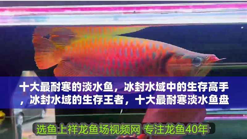 十大最耐寒的淡水魚，冰封水域中的生存高手，冰封水域的生存王者，十大最耐寒淡水魚盤點