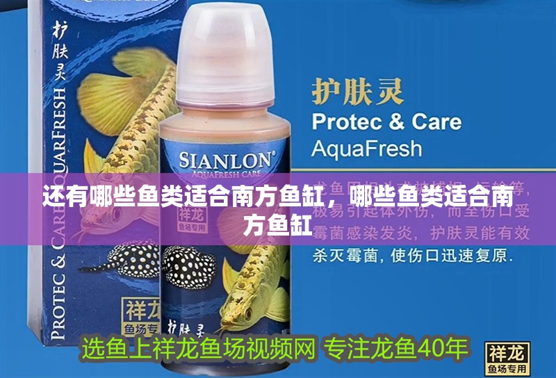 還有哪些魚類適合南方魚缸，哪些魚類適合南方魚缸
