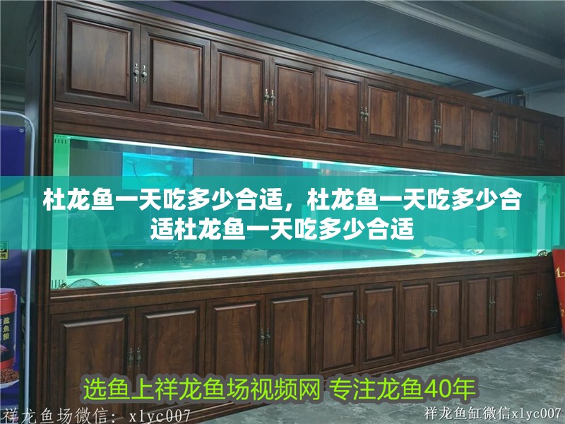 杜龍魚一天吃多少合適，杜龍魚一天吃多少合適杜龍魚一天吃多少合適
