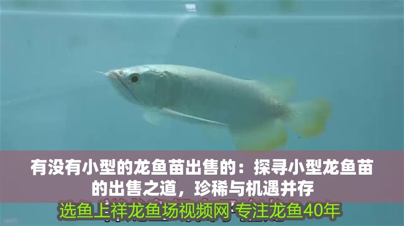有沒有小型的龍魚苗出售的：探尋小型龍魚苗的出售之道，珍稀與機遇并存