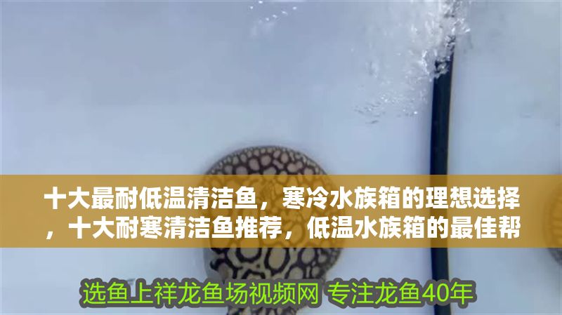 十大最耐低溫清潔魚，寒冷水族箱的理想選擇，十大耐寒清潔魚推薦，低溫水族箱的最佳幫手