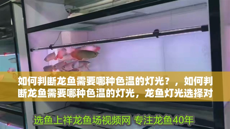 如何判斷龍魚需要哪種色溫的燈光？，如何判斷龍魚需要哪種色溫的燈光，龍魚燈光選擇對照表