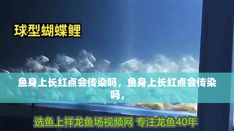 魚身上長紅點會傳染嗎，魚身上長紅點會傳染嗎，