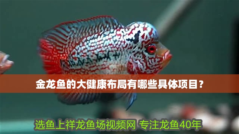 龍魚干蝦有營養嗎 金龍魚的大健康布局有哪些具體項目? 龍魚百科 金龍魚的大健康布局有哪些具體項目? 金龍魚的大健康布局有哪些具體項目? 龍魚百科