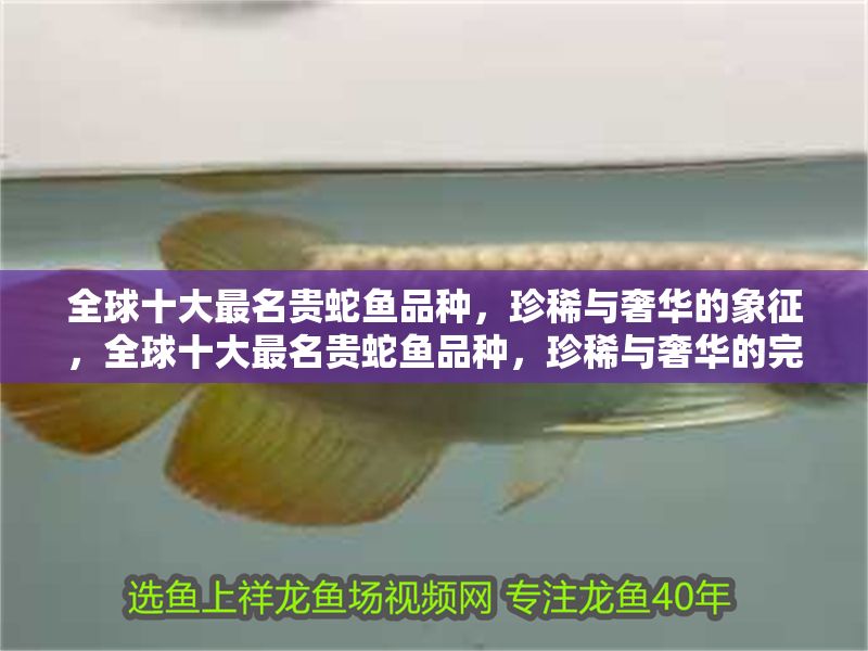 全球十大最名貴蛇魚品種，珍稀與奢華的象征，全球十大最名貴蛇魚品種，珍稀與奢華的完美象征