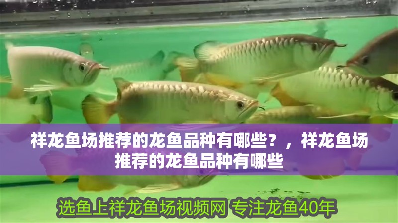 祥龍魚場(chǎng)推薦的龍魚品種有哪些？，祥龍魚場(chǎng)推薦的龍魚品種有哪些