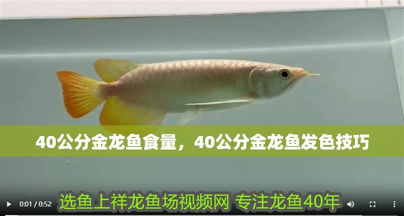 40公分金龍魚食量，40公分金龍魚發色技巧