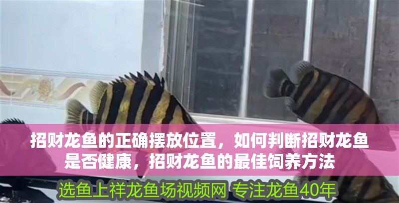 招財龍魚的正確擺放位置，如何判斷招財龍魚是否健康，招財龍魚的最佳飼養方法 招財龍魚的正確擺放位置，如何判斷招財龍魚是否健康，招財龍魚的最佳飼養方法 龍魚百科
