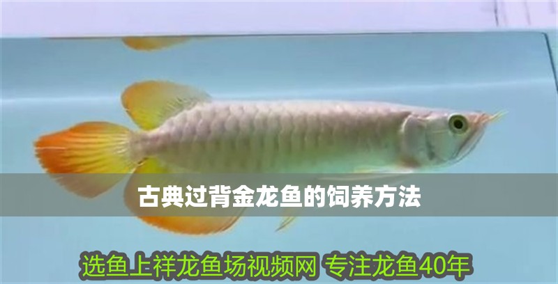 古典過背金龍魚的飼養方法