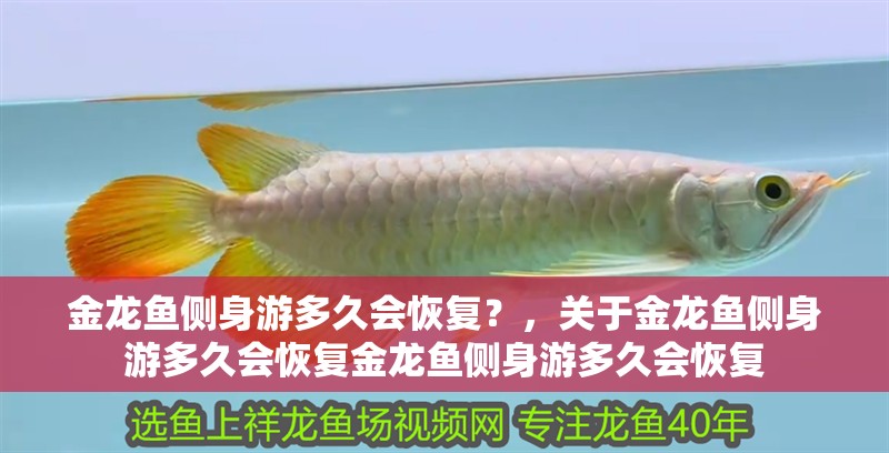 金龍魚側身游多久會恢復？，關于金龍魚側身游多久會恢復金龍魚側身游多久會恢復