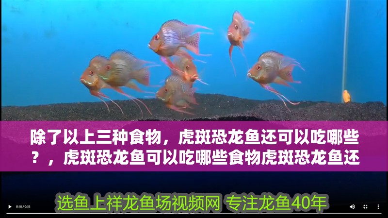 除了以上三種食物，虎斑恐龍魚還可以吃哪些？，虎斑恐龍魚可以吃哪些食物虎斑恐龍魚還可以吃哪些
