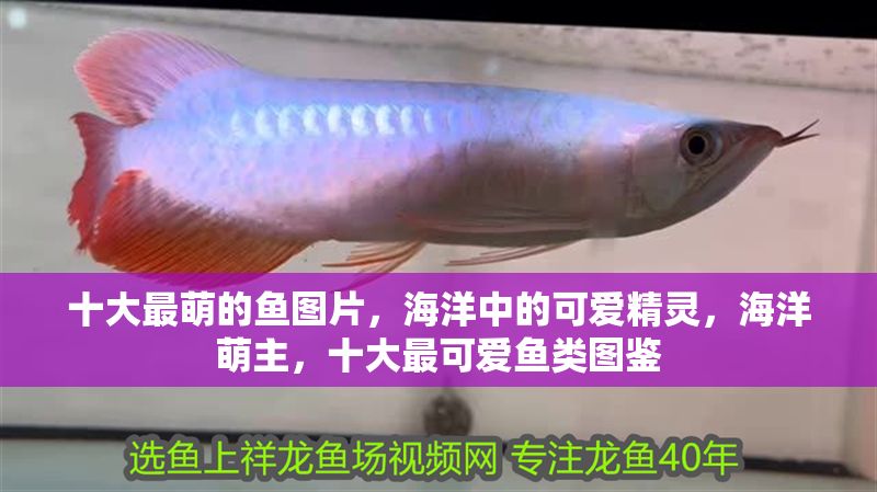 十大最萌的魚圖片，海洋中的可愛精靈，海洋萌主，十大最可愛魚類圖鑒