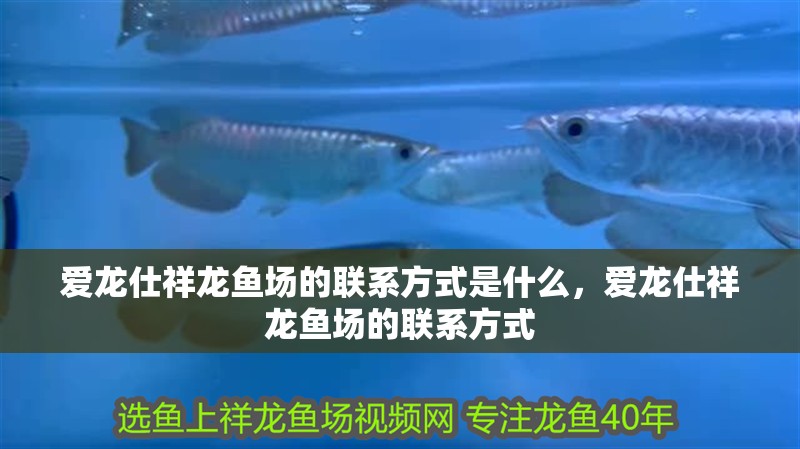 愛龍仕祥龍魚場的聯系方式是什么，愛龍仕祥龍魚場的聯系方式 愛龍仕祥龍魚場的聯系方式是什么，愛龍仕祥龍魚場的聯系方式 龍魚百科