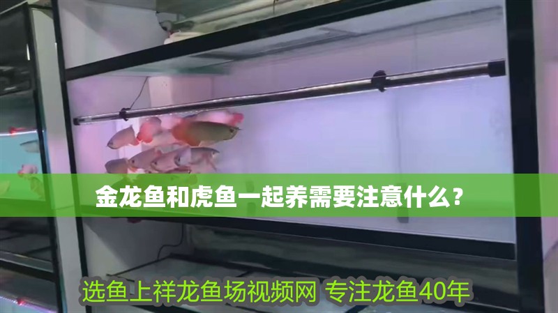 金龍魚和虎魚一起養需要注意什么？