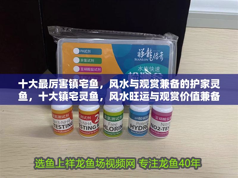 十大最厲害鎮宅魚，風水與觀賞兼備的護家靈魚，十大鎮宅靈魚，風水旺運與觀賞價值兼備的護家寶魚