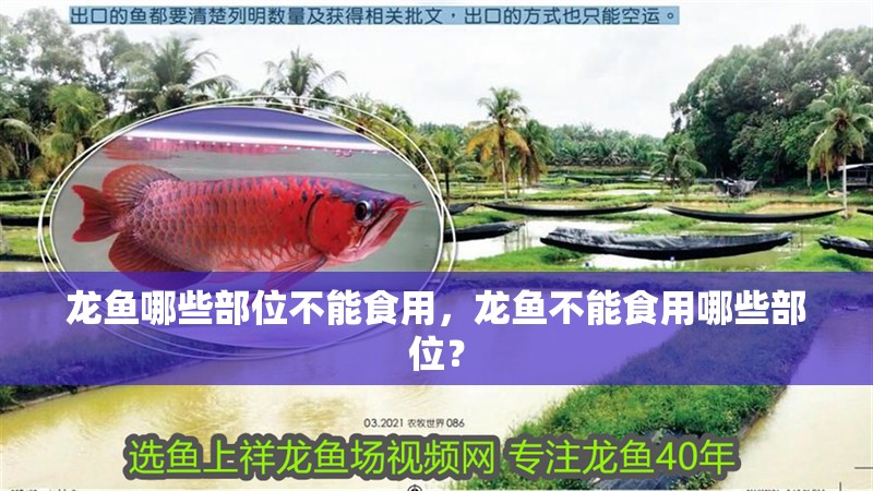 龍魚(yú)哪些部位不能食用，龍魚(yú)不能食用哪些部位？ 龍魚(yú)哪些部位不能食用，龍魚(yú)不能食用哪些部位？ 龍魚(yú)百科