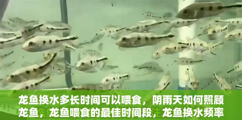 龍魚換水多長時間可以喂食，陰雨天如何照顧龍魚，龍魚喂食的最佳時間段，龍魚換水頻率及注意事項